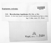 Myxothyrium leptideum image